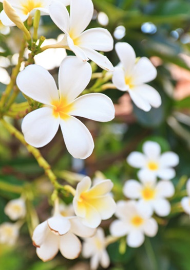 ดอกจำปาลาว