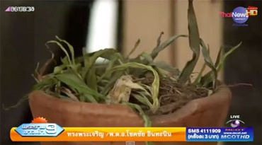 หญ้ารีแพร์