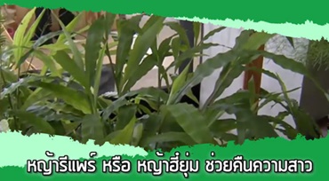 หญ้ารีแพร์